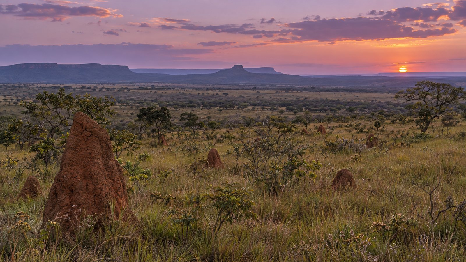 Campo de Cerrado com cupinzeiros ao entardecer, paisagem típica do Parque Nacional das Emas